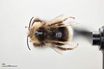 Media type: image;   Entomology 804620 Aspect: habitus dorsal view